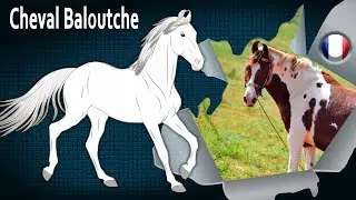 Cheval Baloutche, une race apparent&eacute;e aux chevaux berb&egrave;res de l'Ouest Africain, Races de chevaux