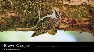 Brown Creeper