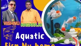 In a world full of noise, my aquarium brings silent peace.&rdquo;&ldquo;Happiness swims in my home.&rdquo;#atp#atp#atp