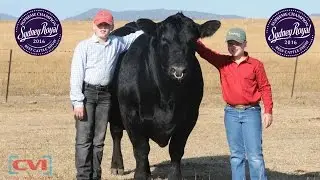 Killain Alaska K18 RAS 2016 Supreme Champion Angus Exhibit