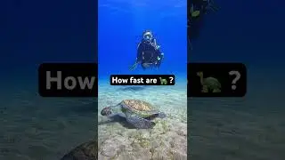 Curious about turtle speed in the ocean? 🐢💨 at around 1 to 2 miles per hour