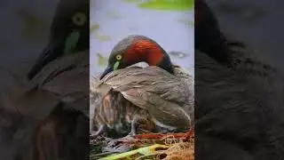 🦆💕 Ferruginos Duck MaMa - with her cute ducklings ..