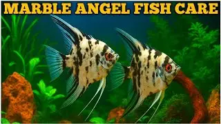 Marble Angel Fish Ki Dekhabhal Kaise Kare | Fish Guide For Beginners - Morbi Fish