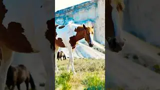 The Land of the Beautiful Horses 🐎