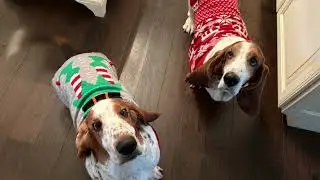 Happy Howlidays from Luigi & Pierogi 