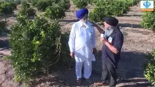 Sikh Channel Australia: Oranges Farm, Griffith