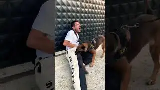 Ucundan tuttu😂😂 #ey&uuml;pdoğan #bel&ccedil;ikakurdu #malinois #belgianmalinois