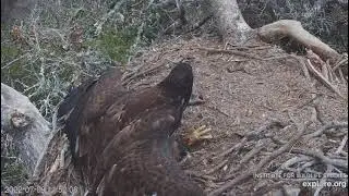 Fraser Point Eagle Cam - VICTOR CANNOT STABILIZE TO EAT...IN TROUBLE ! 😪😪..7/9/22