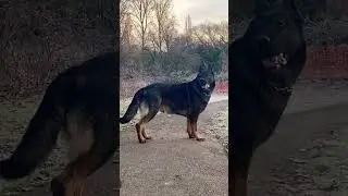 German shepherd working line dog