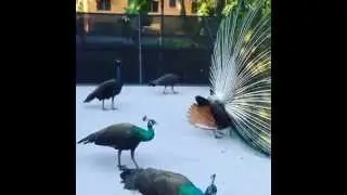 Peacock Party on My Roof