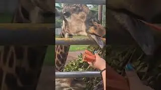 Public ASMR at the Zoo Gentle Triggers, Whisper Walk & Animal Sounds for Sleep