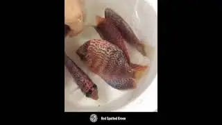 Jit Laiseng Discus Farm - Red Spotted Green