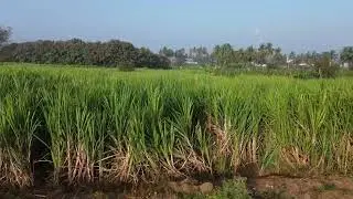 Taste of Hampi Farmhouse Stay