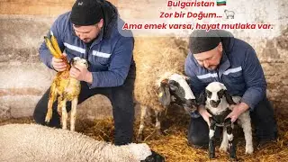 Bulgaristan’da 🇧🇬Hayvancılık~Zor Doğum~Emek varsa,hayat var~Village life
