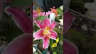 Life Journey: Fepz Rare Plants, Available At The Market