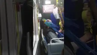 Passenger with Giant Tropical Bird on MUNI Bus in San Francisco
