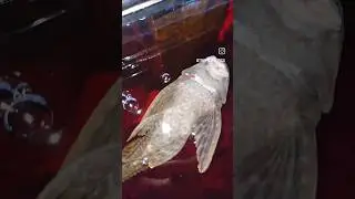 Bottom Feeder: ❌️ Surface Sucker: ✅️ Like&Follow4More #pleco #sucker #suckerfish #unique