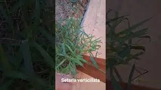 Setaria verticillata - mohorul lipicios #agriculture #horticulture #animale