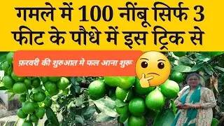 नींबू की ग्रोथ बढ़ाने के लिए क्या करे ? नींबू मे फल लाने के लिए क्या करे ? नींबू मे कौन सी खाद ङाले?