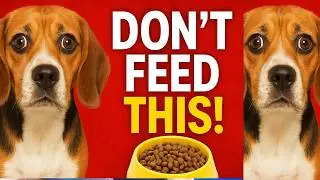 7 Shocking Dog Food Truths Every Pet Parent Must Know!