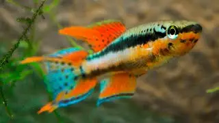 Aphyosemion (Chromaphyosemion) bitaeniatum 'Lagos' ᴴᴰ