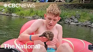 #TheMoment a teen saved a baby beaver struggling in a river