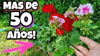 ANTES de TENER un GERANIO mira ESTO! Geranios con FLORACI&Oacute;N toda la vida CON estos CUIDADOS (Novios)