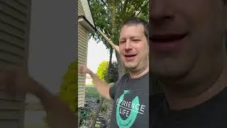 Removing Wasps Nest with a Vacuum
