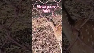 #2026 #youtubeshorts #viralvideo #trending #winter #deer lover#subscribemychannel #supportmychannel