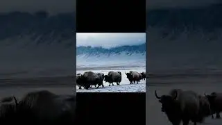 Yak_ Amazing Scene of Wild Animals In 4K HD - Scenic Relaxation Film#ScenicScenes #WildAnimals