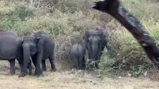 #travel #forest #shortvideo #mudumalaitigerreserve #tranding #travelvlog