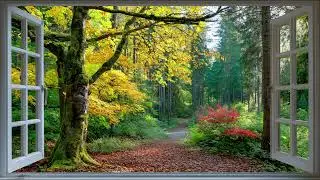 Autumn Forest Window View Screensaver 4K | Peaceful Nature Path with Bird Sounds