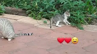 catch the tail challenge#catandkitten#kittenplaying#catcute#kitten#tailwagging #kittenhavingfun