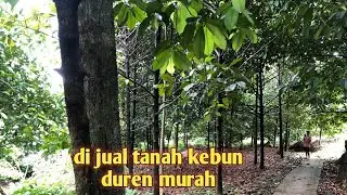Di jual tanah kebun manggis sangat murah akses mobil dan produktif 