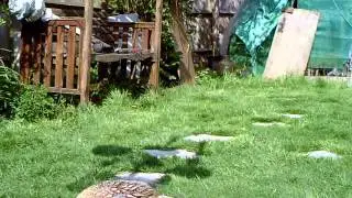 pheasant