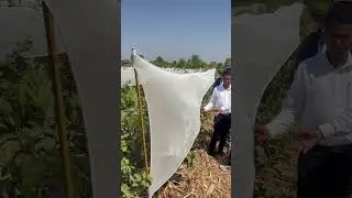 उन्हाळ्यात पेरुबागेतील तापमान कमी करण्यासाठीचे केलेले उपाय. #guava #farming