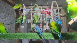 Parrot Behavior Moments
