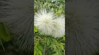 White Powder puff flower (Calliandra haematocephala) #nature #flowers