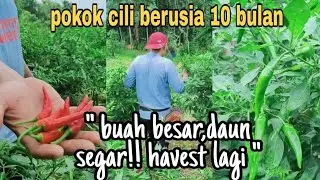 POKOK CILI BERUSIA 10 BULAN .KEBUN CILI 1.
