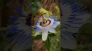 Один из удивительных по сложности устройства цветок #shorts #flowers #flora #passiflora #nature