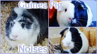 Guinea Pig Sounds And What They Mean