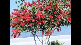 Strange But Beautiful Red Bottlebrush Flowers | Callistemon