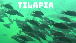 Time Traveling #040  Homosassa Springs Wildlife Dec 2025