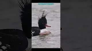 Top 10 Fastest Birds ☠️