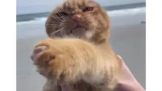 Meow meow visit sea 🌊