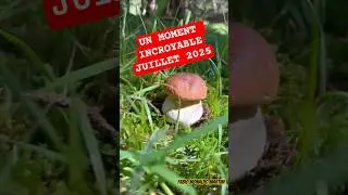 Moment incroyable ! Fabio Monaldo Martini Juillet 2025 #champignons #mushroom #shorts