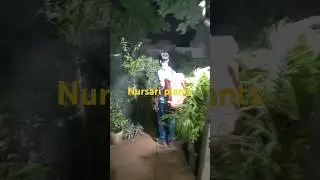 #nursari #shortsfeed #medicine #plants #tretment tretme