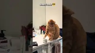 Smart Cats With 200 IQ 😎 | Funny & Clever Cat Moments