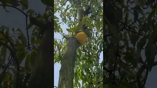 &ldquo;Experience the Flavor of Tree-Ripened Alphonso Mango&rdquo;#organic #farming #shorts #youtubeshorts
