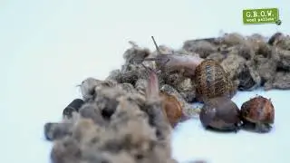 Snails hate G.R.O.W. Wool Pellets®